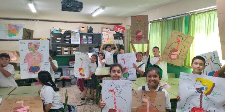 Tercero de Primaria y sus aparatos digestivos.