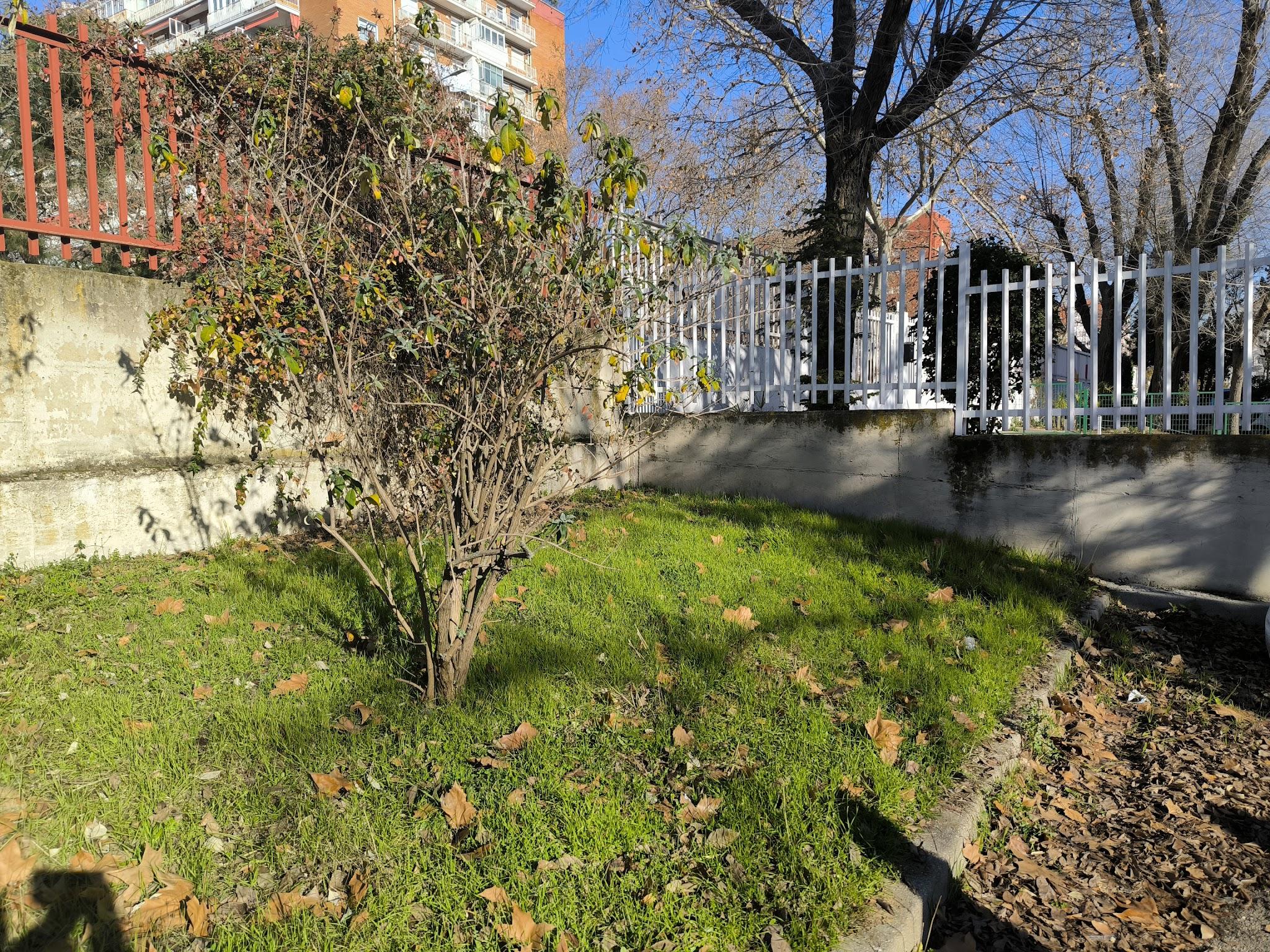 Zona del jardín elegida para crear el huerto escolar