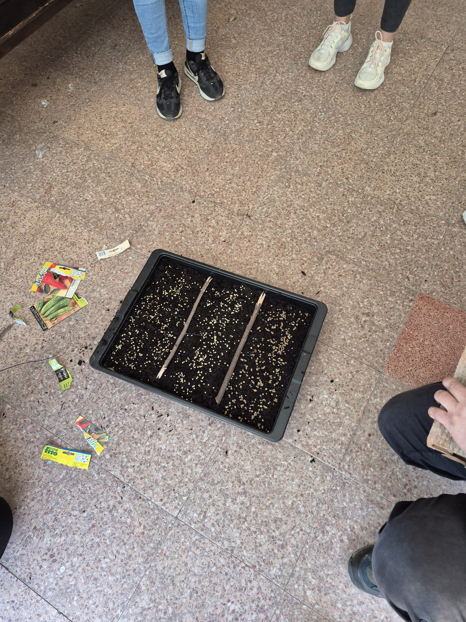Semillas plantadas en alveolos durante la preparación de los semilleros