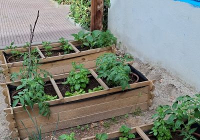 Nuestro huerto escolar sigue creciendo