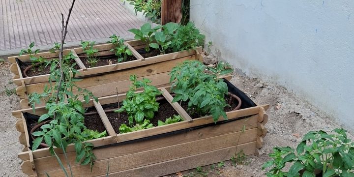 Nuestro huerto escolar sigue creciendo