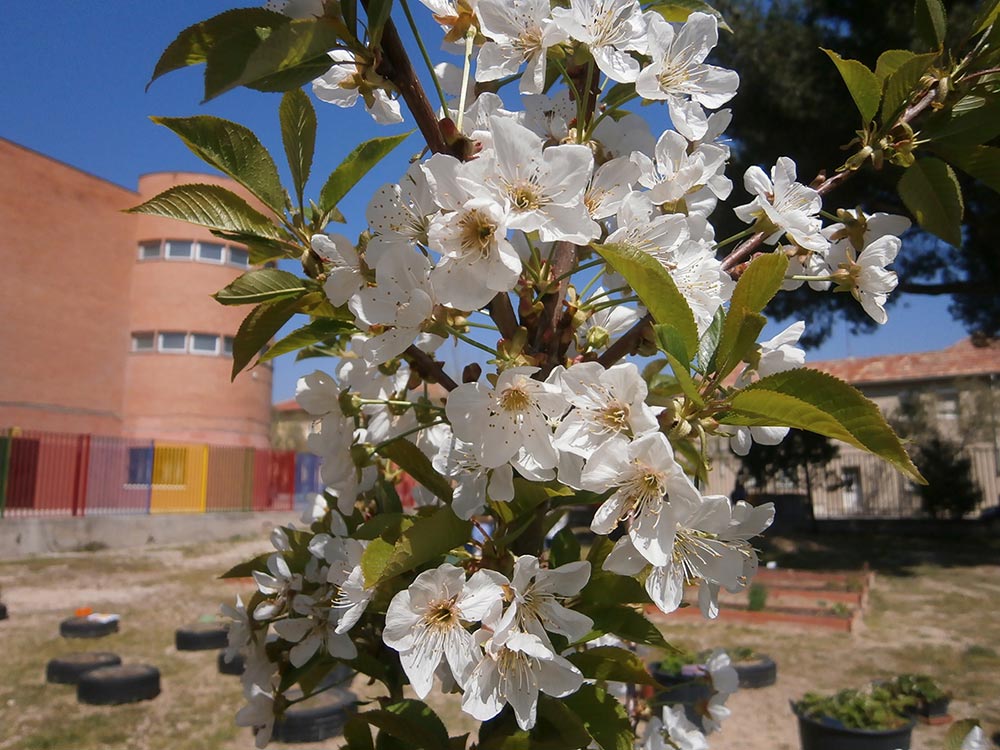 EL HUERTO EN PRIMAVERA I