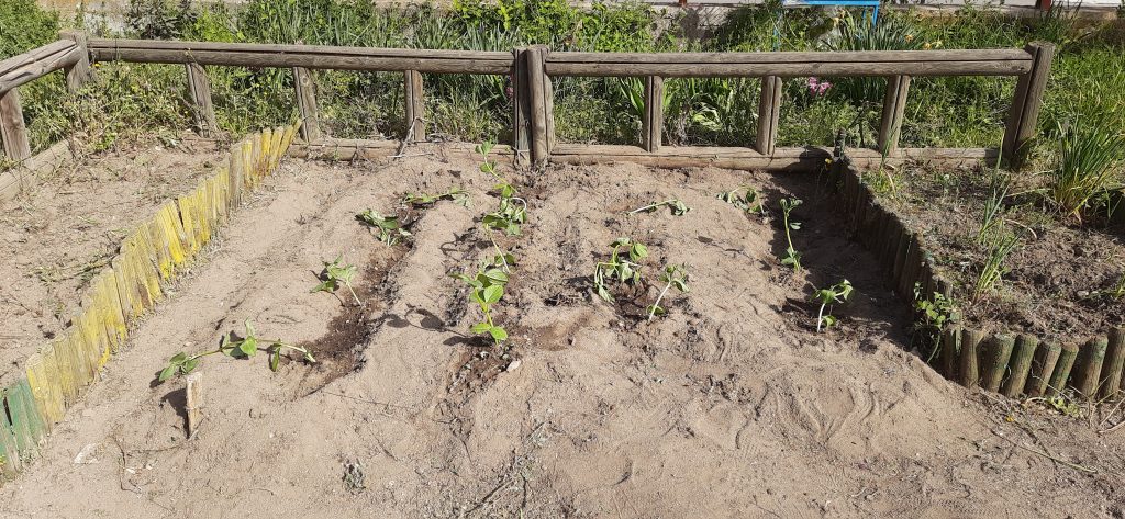 Los alumn@s disfrutamos cuidando y plantando en nuestro huerto 