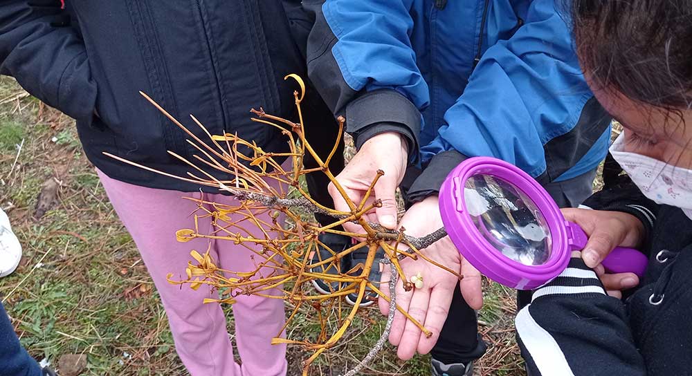 Conocemos las plantas de nuestro entorno