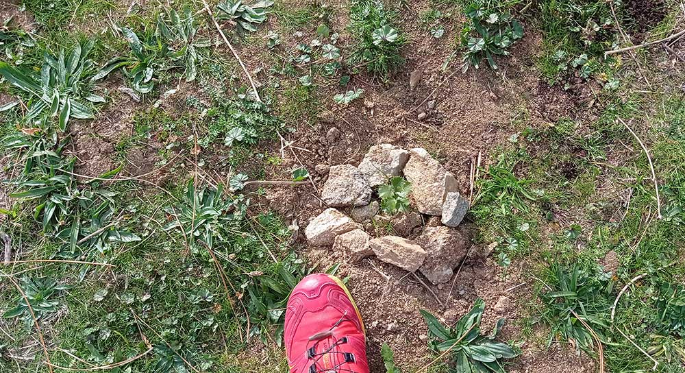 Conocemos las plantas de nuestro entorno