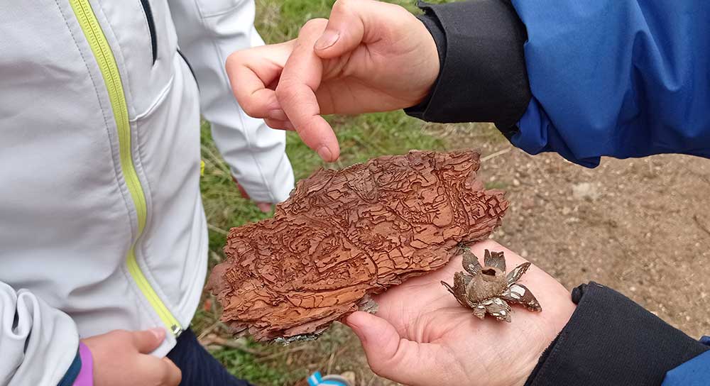 Huellas de insectos en las cortezas de los árboles