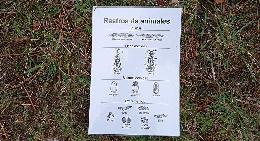 Buscando huellas de animales
