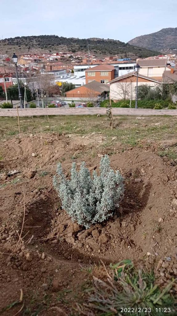 Reforestación de Lisadero. CEIP. Navahonda