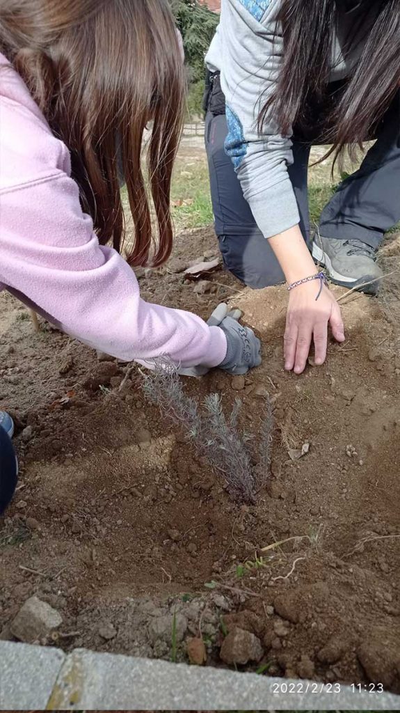 Reforestación de Lisadero. CEIP. Navahonda