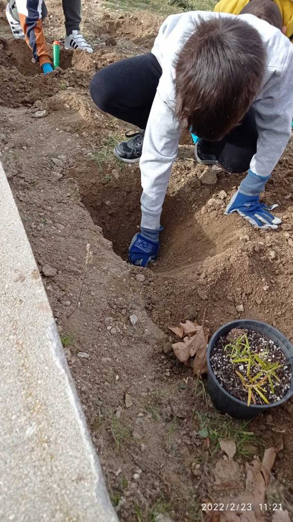 Reforestación de Lisadero. CEIP. Navahonda