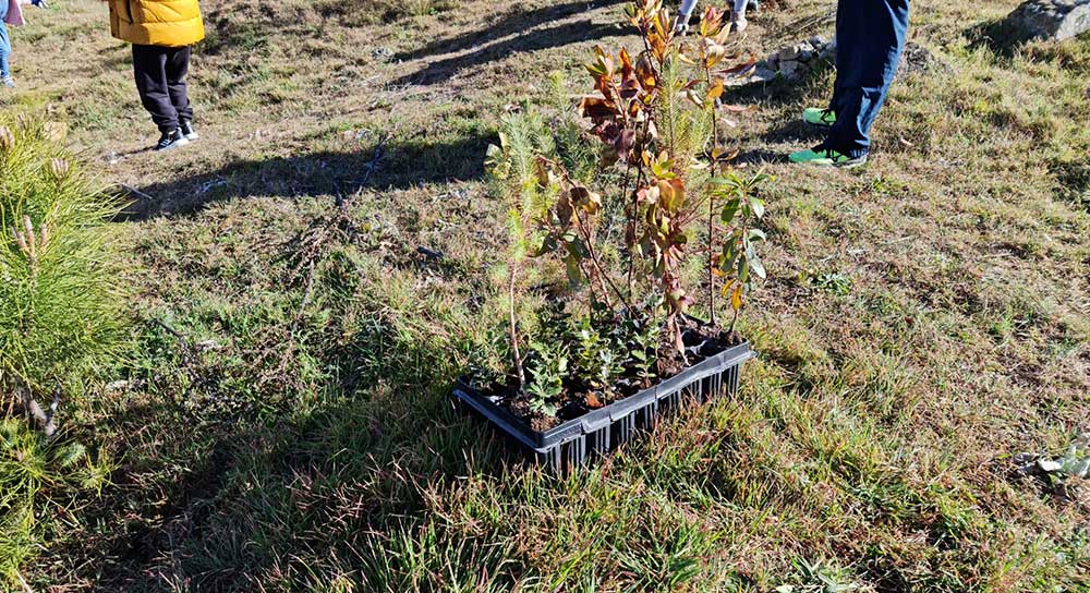 Reforestación de Lisadero. CEIP. Navahonda