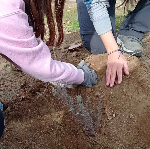 Reforestación de El Lisadero. CEIP. Navahonda