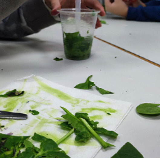 Experimento clorofila. Science. Plan STEAM. CEIP. Navahonda