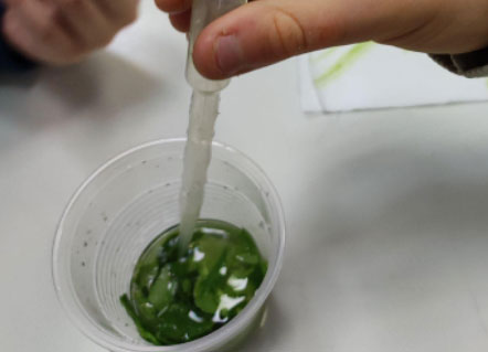 Experimento clorofila. Science. Plan STEAM. CEIP. Navahonda