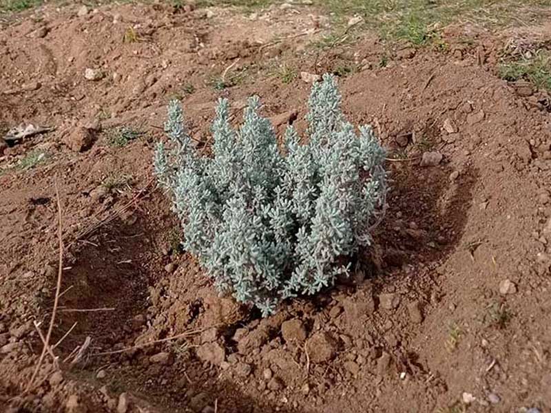 Reforestacion del lisadero. CEIP. Navahonda