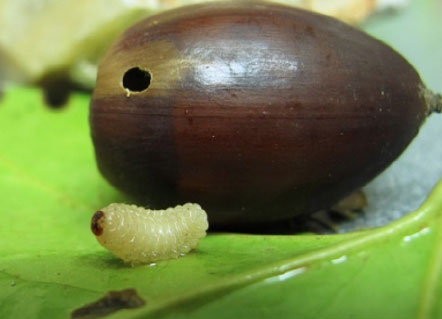 Salidas al entorno. CEIP. Navahonda