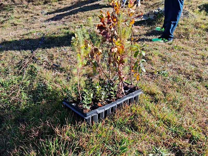 Reforestacion del lisadero. CEIP. Navahonda