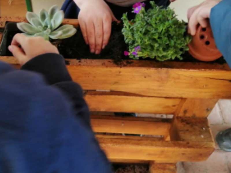 Jardines verticales. CEIP. Navahonda