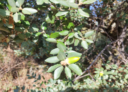 ENCINA (OAK TREE) CON SU FRUTO: BELLOTA