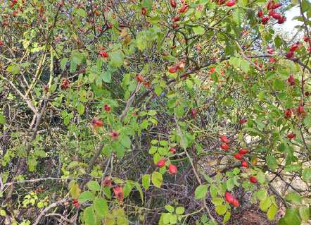 ROSAL SILVESTRE (ROSA CANINA) CON SU FRUTO ESCARAMUJO