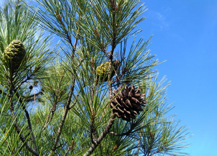 PINO CON PIÑAS (PINE TREE)