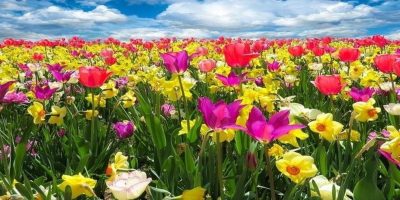 ACTIVIDADES INFANTIL                                                     30 MARZO – 2 ABRIL