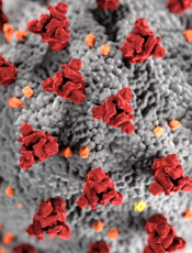 What is Coronavirus?