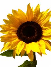 Semillas, girasoles y molinillos de viento