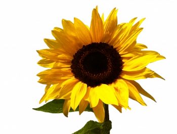 Semillas, girasoles y molinillos de viento
