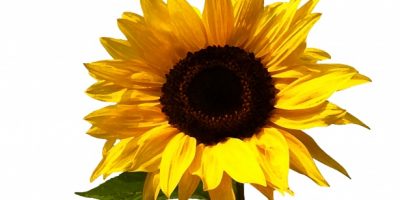Semillas, girasoles y molinillos de viento