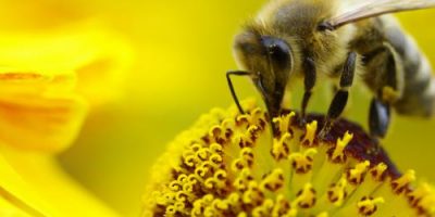 4 AÑOS. BUMBLE BEES.