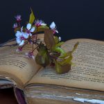 Imagen de flor sobre libro