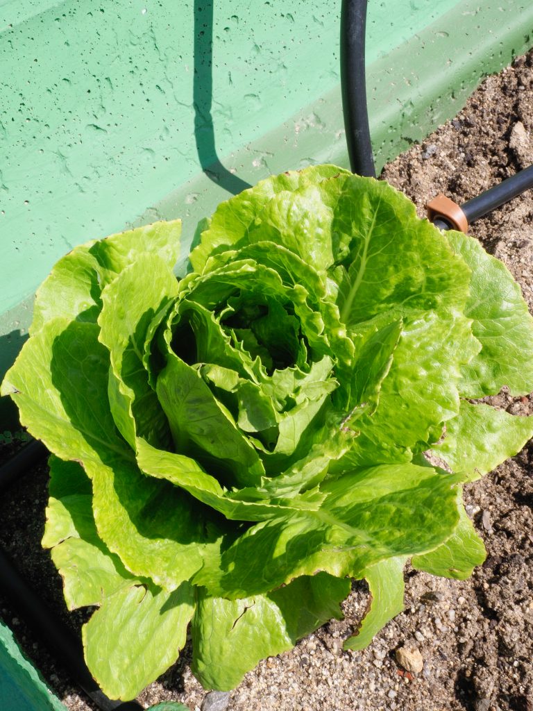 Foto de lechuga cultivada en el huerto