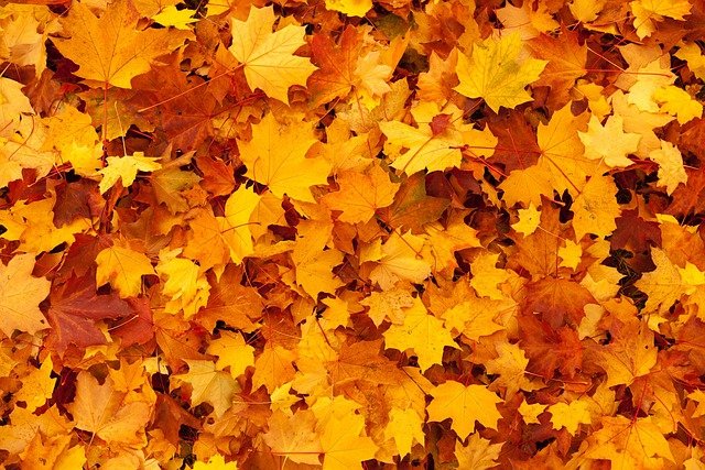 hojas de otoño