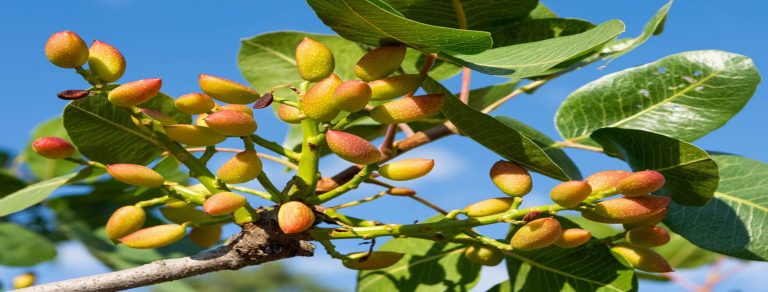 Proyecto cultivo y comercialización del pistacho