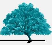 Roble/Raíces