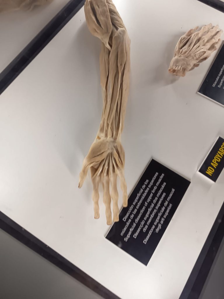 Visita de la exposición «bodies»