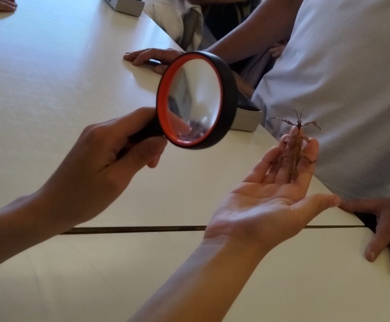 ¡Vivan los bichos! Actividad con Insectalia