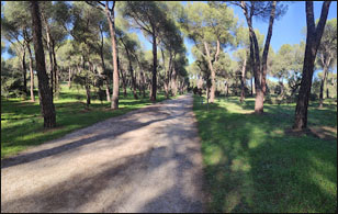 Dehesa de Navalcarbón. Las Rozas. Madrid