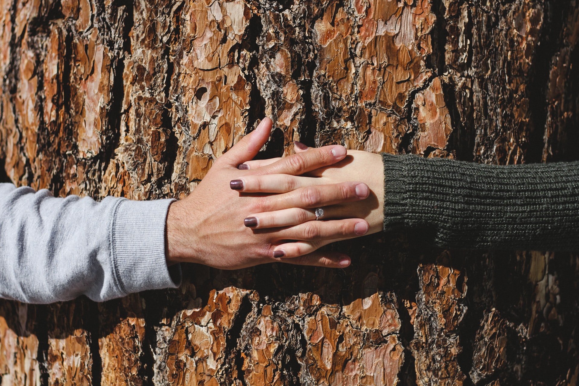 dos manos unidas sobre el tronco de un árbol