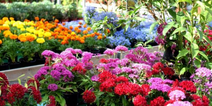 El mercadillo primaveral del IES La Cabrera vuelve a partir del lunes 22 Mayo