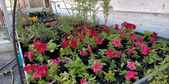 MERCADILLO PLANTAS FPB
