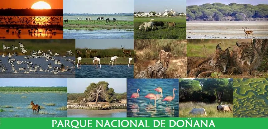 Información sobre el viaje a Doñana junio 2025