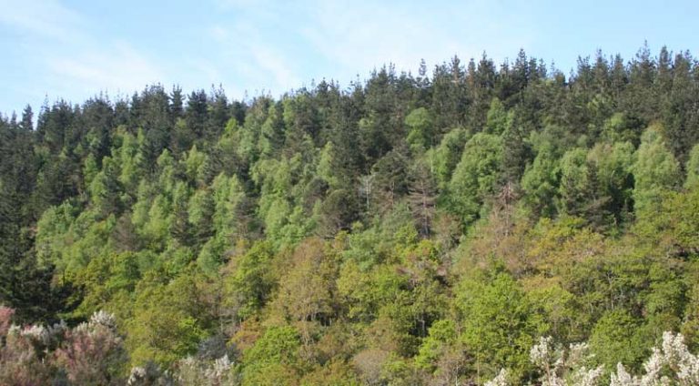 Del bosque a tu casa (Centro de Investigación Forestal, CIFOR)