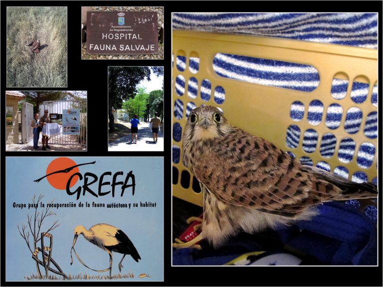 Visita a GREFA con los alumnos de 1º ESO