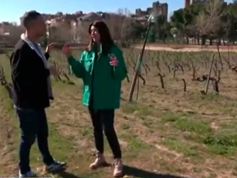 Hombre y mujer en un viñedo