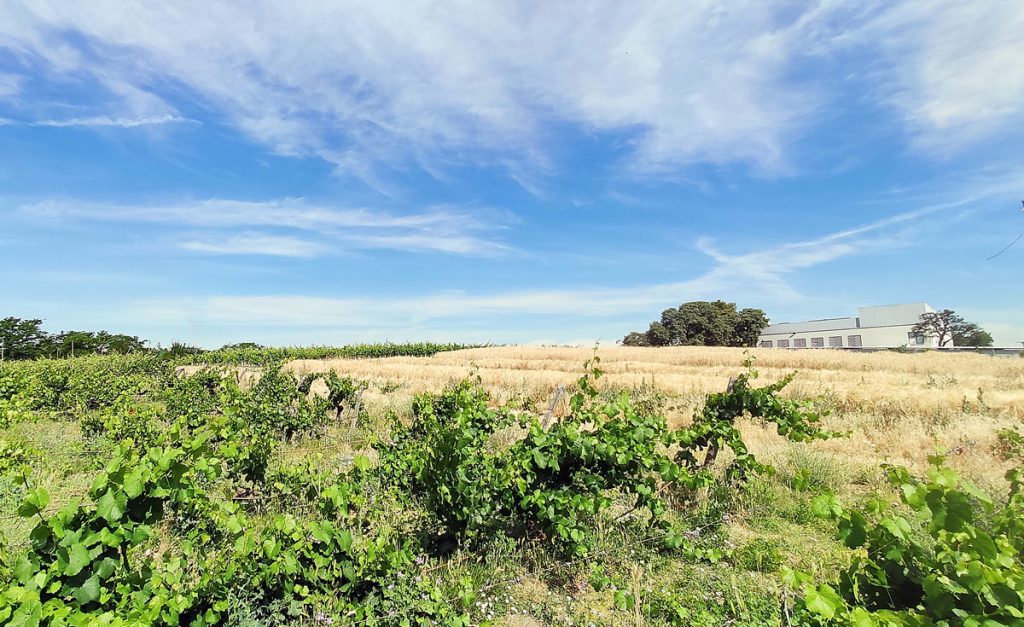 Campos de prácticas y viñedo