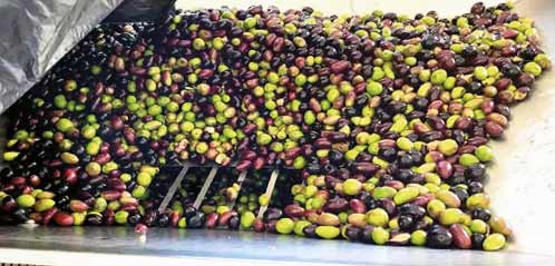 Aceitunas