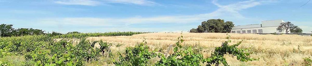 Campos de cultivo