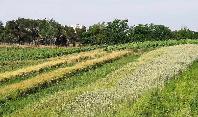 Campos de cultivo